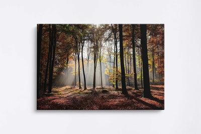 Tablouri Canvas Păduri