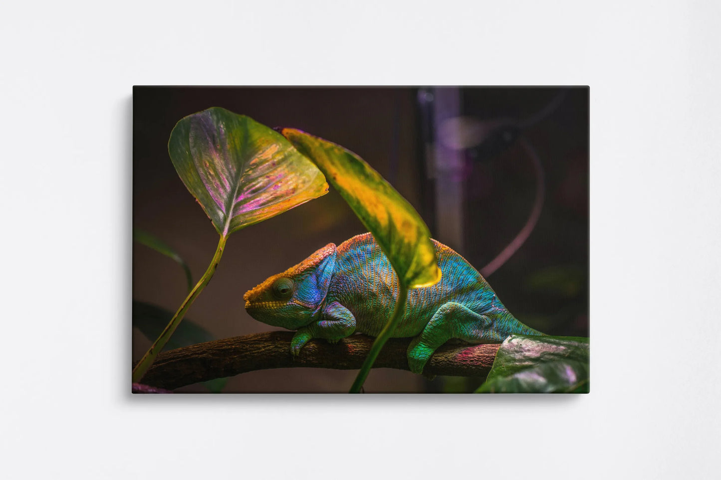 Tablou - Chameleon Serenity Vedere Fata