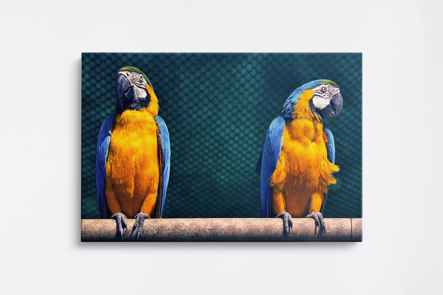 Tablou - Colorful Macaws Vedere Fata