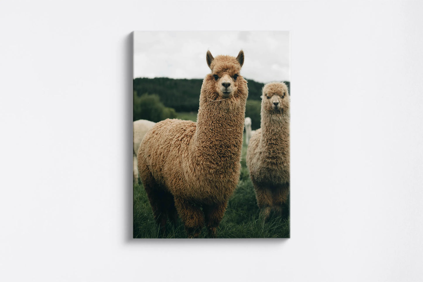 Tablou - Alpaca Rustic Charm Vedere Fata