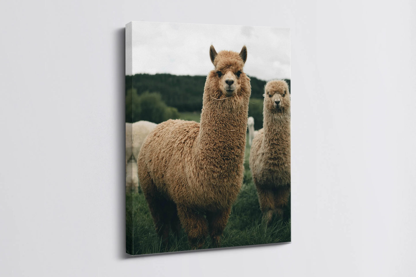 Tablou - Alpaca Rustic Charm Vedere Lateral