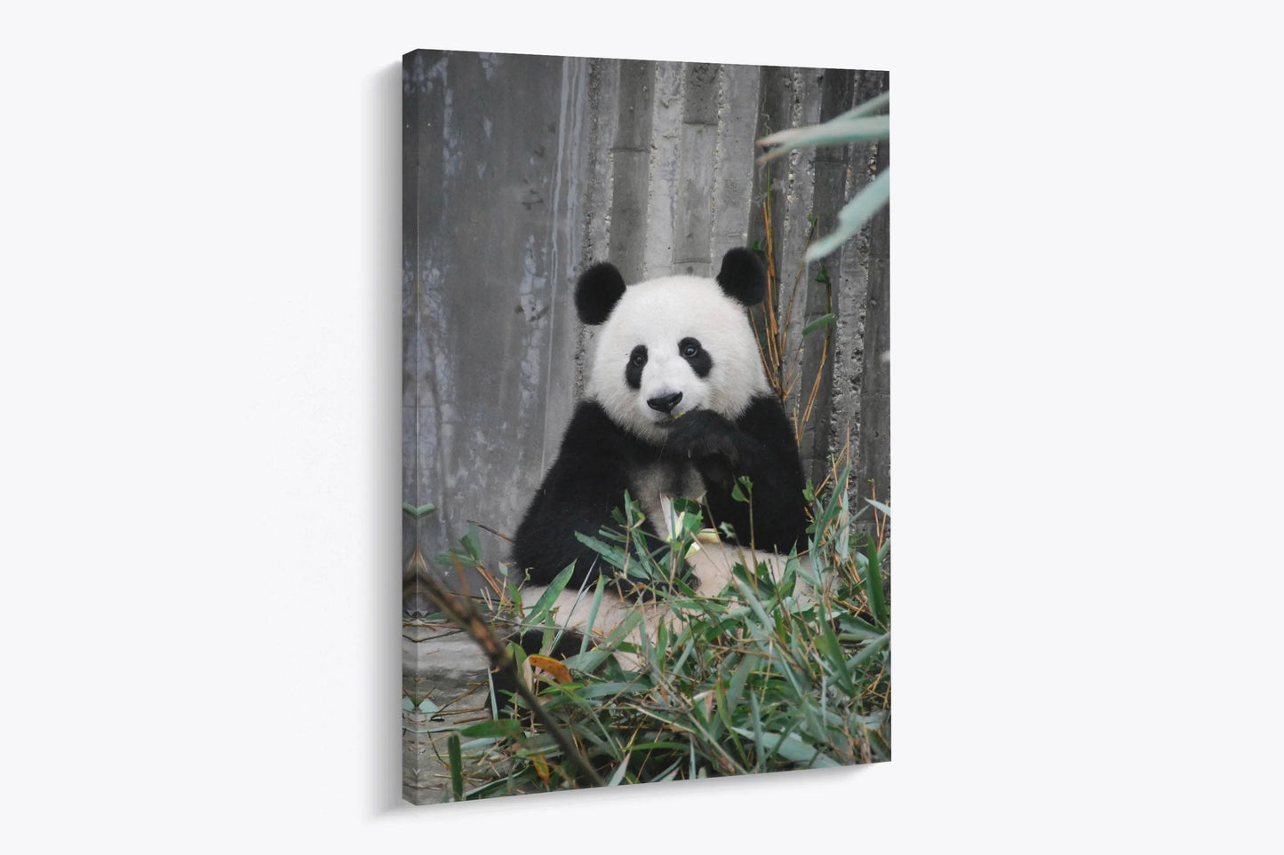 Tablou - Panda Pitoresc Vedere Lateral