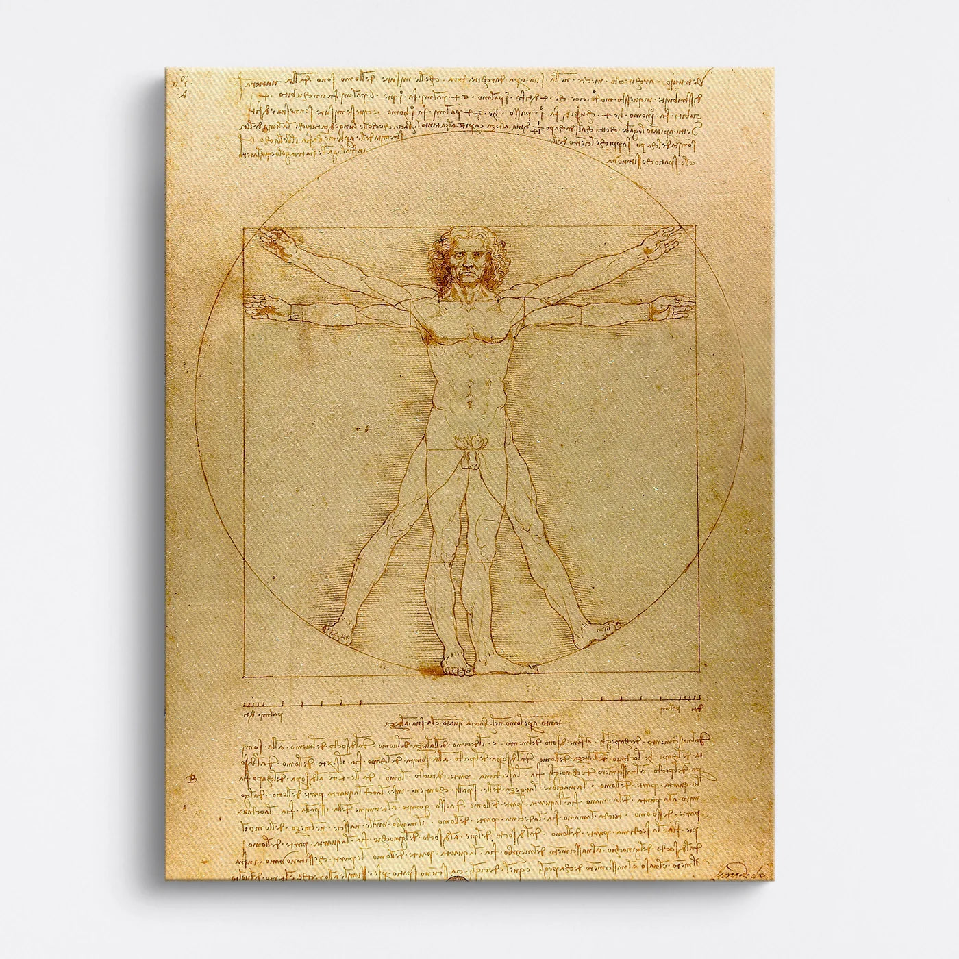 Tablou - Omul Vitruvian (Leonardo) Vedere Fata