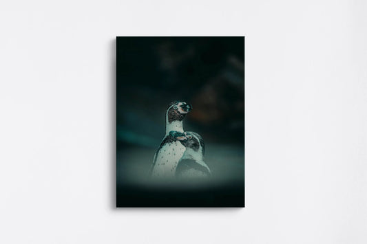 Tablou - Două Pinguine Elegante Vedere Fata