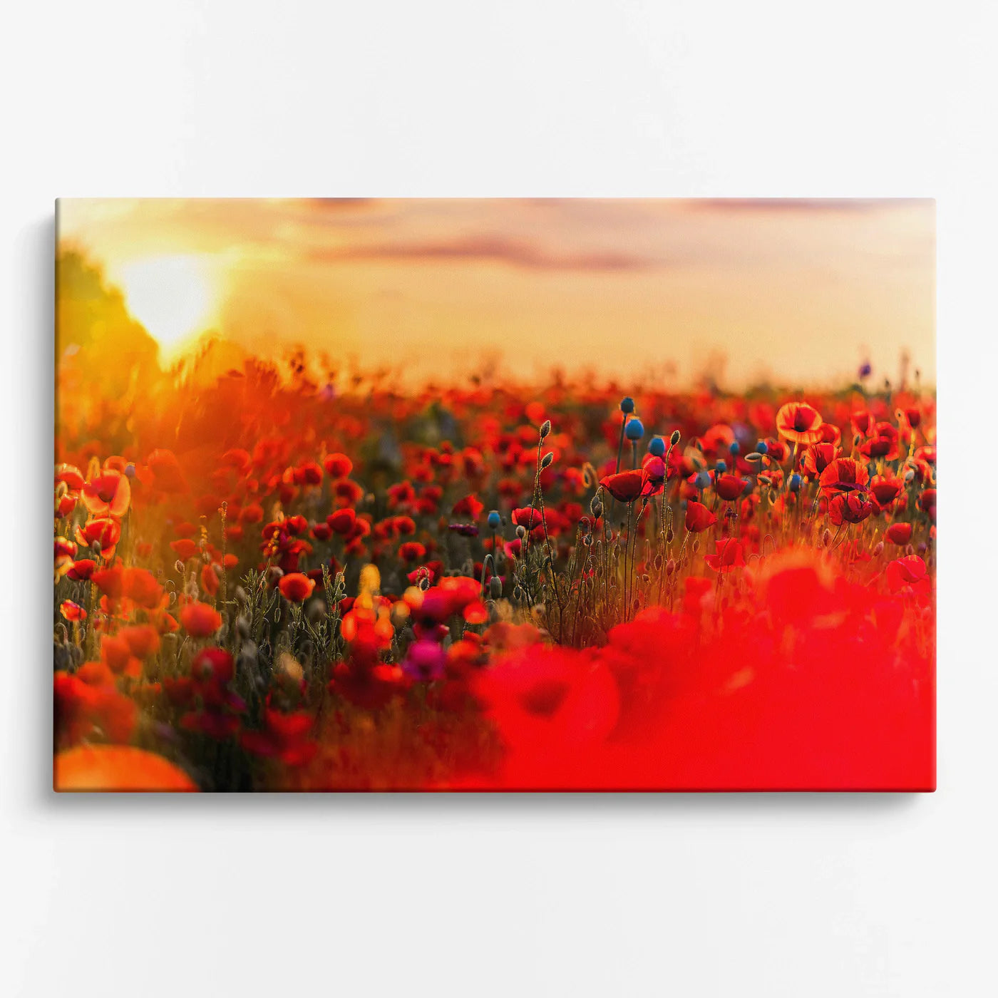 Tablou - Câmp de Pape Vedere Fata