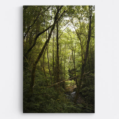 Tablou - Peisaj Forestier Vedere Fata