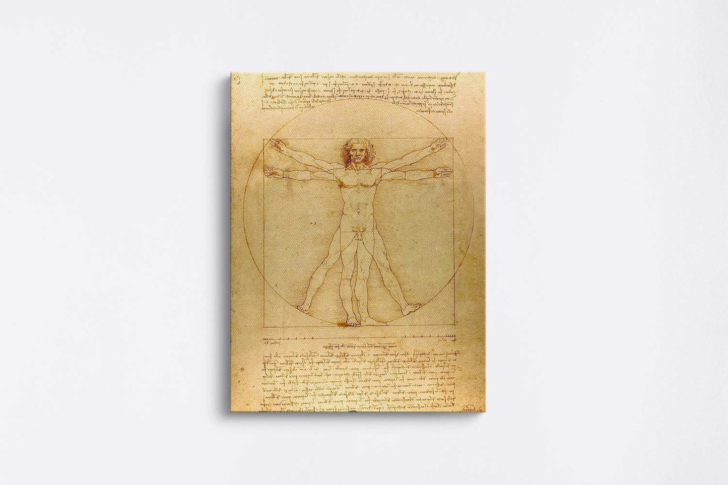 Tablou - Omul Vitruvian  (Leonardo) Vedere Fata